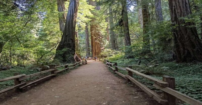 San Francisco: Full-Day City Tour w/ Muir Woods & Sausalito - Practicalities: Booking, Cancellation, and Accessibility