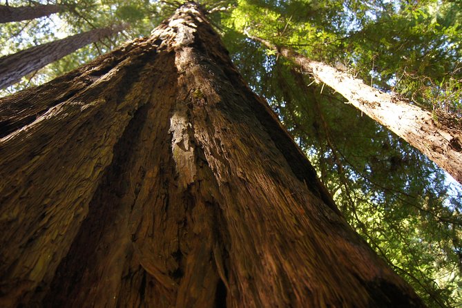 San Francisco: Guided Muir Woods Tour & Hop-on Hop-off Bus Tour - The Experience Guides and Commentary