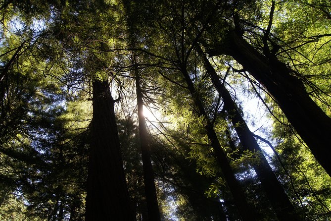 San Francisco: Guided Muir Woods Tour & Hop-on Hop-off Bus Tour - Who Will Appreciate This Tour?