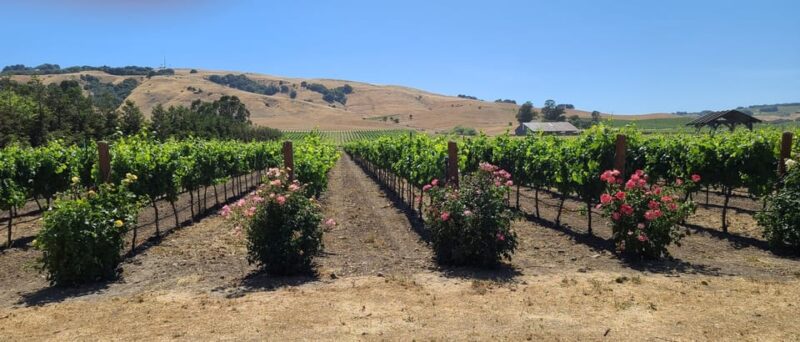 San Francisco: Half-Day Wine Tour with 2 Tastings Included - Who Should Consider This Tour