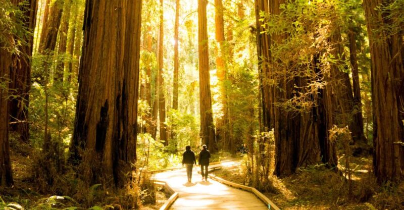 San Francisco: Muir Woods and Sausalito Experience - Explore Northern California’s Natural and Coastal Highlights for $100