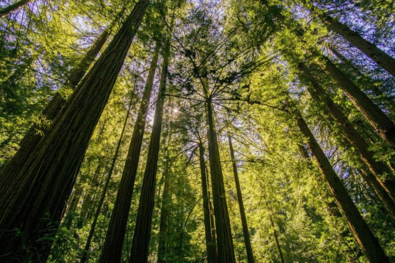 San Francisco: Muir Woods and Sausalito Experience - Who Will Enjoy This Tour Most?