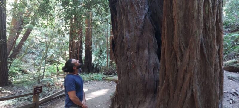 San Francisco: Muir Woods and Sausalito Small Group Tour - Crossing the Golden Gate Bridge and Panoramic Views