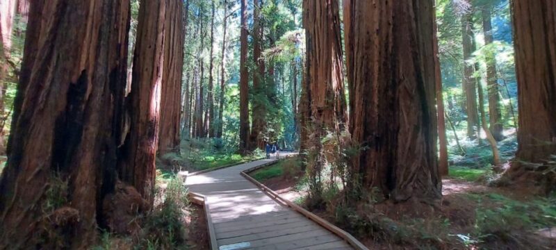 San Francisco: Muir Woods and Sausalito Small Group Tour - The Guide’s Role and Commentary