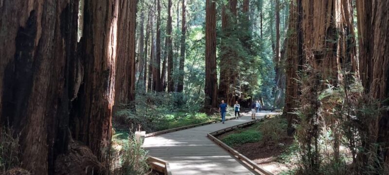 San Francisco: Muir Woods and Sausalito Small Group Tour - Practical Tips and Considerations