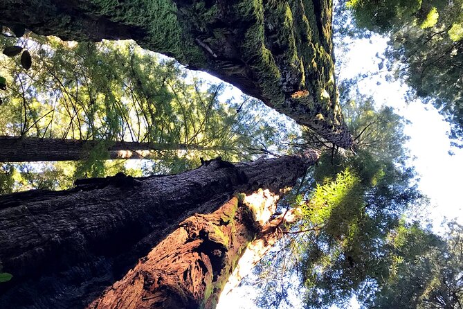 San Francisco & Muir Woods Full Day Small Group Private Tour - Golden Gate Bridge and Muir Woods: The Natural Wonders