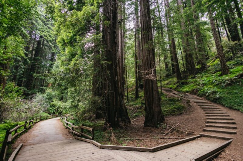 San Francisco: Muir Woods, Napa & Sonoma Valley Wine Tour - Sonoma Plaza and Lunch Break Options
