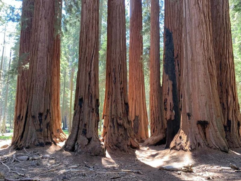 San Francisco: Muir Woods Private Trip - What You Need to Know Before Booking