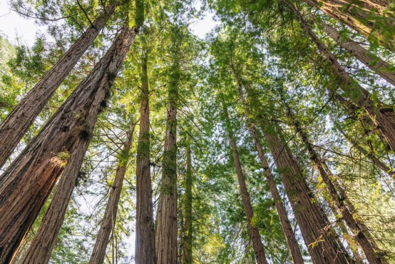 San Francisco: Muir Woods, Sausalito and SF Bay Cruise - Scenic Return via Golden Gate and Marina District