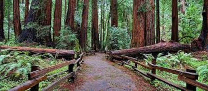 San Francisco: Muir Woods, Sausalito, & Battery Spencer Tour - Relaxing in Sausalito’s Waterfront Charm