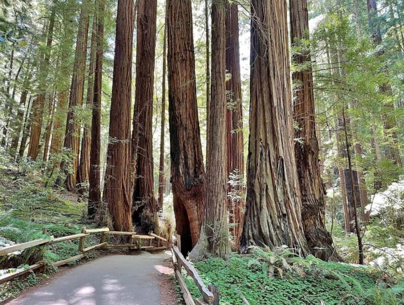 San Francisco: Muir Woods, Sausalito, & Battery Spencer Tour - Summary of the Day’s Itinerary