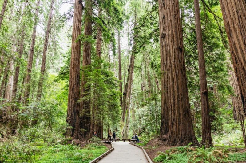 San Francisco: Muir Woods & Sausalito Tour with Ferry Option - Why This Tour Stands Out