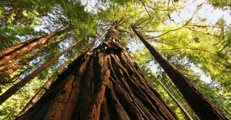 San Francisco: Private Muir Woods and Sausalito Tour - Discover the Charm of the Private Muir Woods and Sausalito Tour