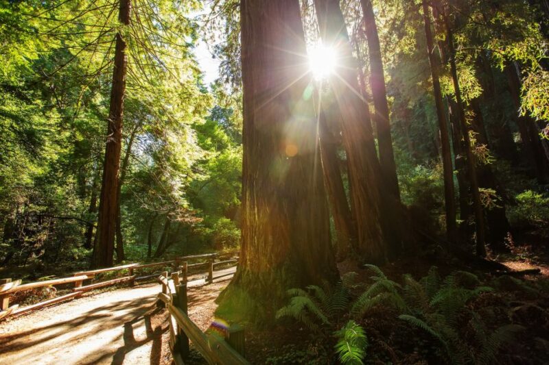 San Francisco: Private Muir Woods and Sausalito Tour - Timing and Customization Flexibility