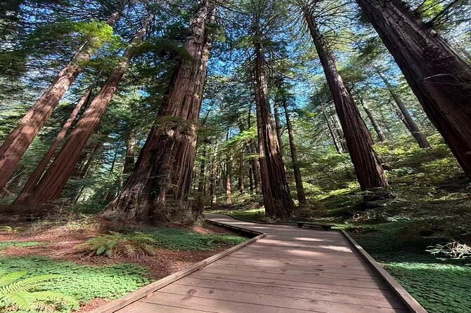 San Francisco, Redwoods & Sausalito: A Scenic Small-Group Escape - Explore San Franciscos Best Neighborhoods and Natural Wonders in One Day