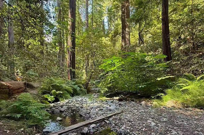 San Francisco, Redwoods & Sausalito: A Scenic Small-Group Escape - Practical Details and What’s Included