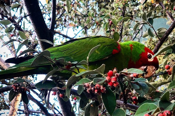 San Francisco Telegraph Hill & The Old Waterfront Tour - Visit Levi’s Plaza Park and the Historic Wharf Area