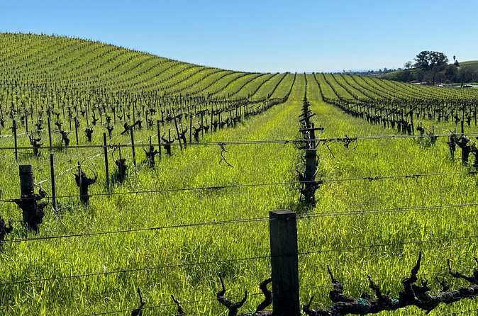 San Francisco to Sonoma Private 6 Hour Wine Tour - up to 4 guests - Flexibility in Wineries and Timing