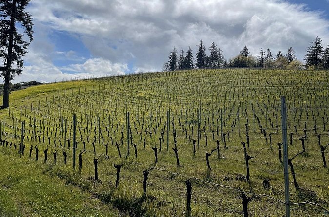 San Francisco Wine Country Tour in EV VW Van - Tasting Experiences at Boutique Wineries