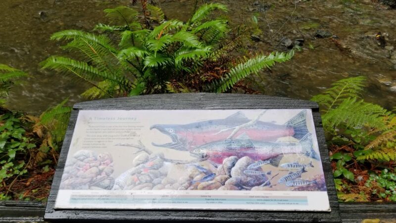 San Fransico: Muir Woods & Marin Headlands Private Tour - Crossing the Iconic Golden Gate Bridge with Photo Stops