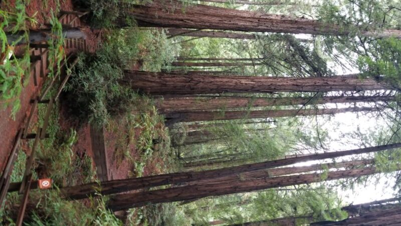 San Fransico: Muir Woods & Marin Headlands Private Tour - Visiting Muir Woods: Towering Redwoods and Sequoias