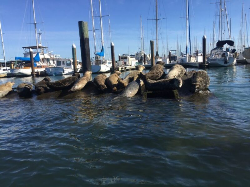 San Fransico: Muir Woods & Marin Headlands Private Tour - Discovering Sausalito’s Art and Waterfront Charm