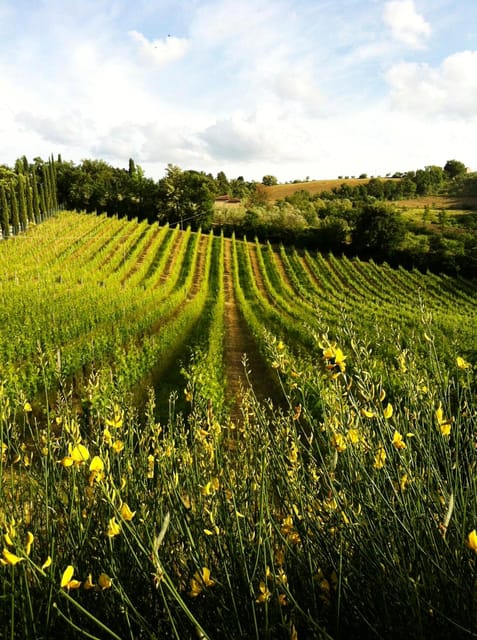 San Gimignano: Tuscan Wine & Bruschetta Tasting for Families - Exploring the Guided Winery Tour and Vineyard Walk
