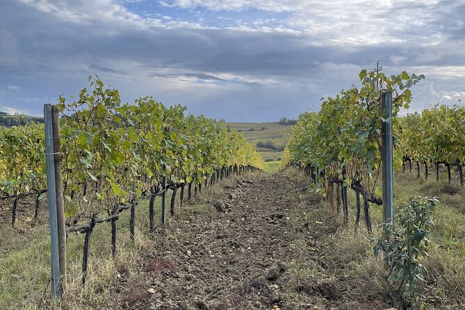 San Gimignano: Vineyard and Cellar Tour with Wine Tasting - Walking Through the San Benedetto Vineyards