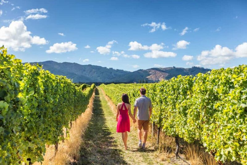 San Gimignano: Vineyard Walk with Wine Tasting in winery - Exploring the Vineyard’s Scenic Layout