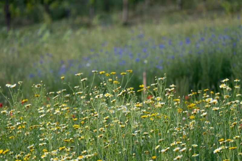 San Gimignano: Wine and Food Tasting in a Family Winery - What Sets This Tour Apart from Others