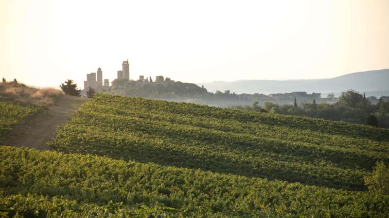 San Gimignano: Wine Tasting with Food Pairing - Food and Olive Oil: A Taste of Tuscany