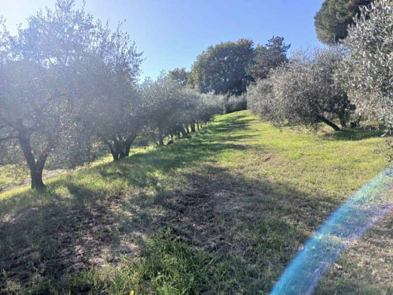 San Gimignano: Winery Visit with Picnic in Olive Grove - Key Points