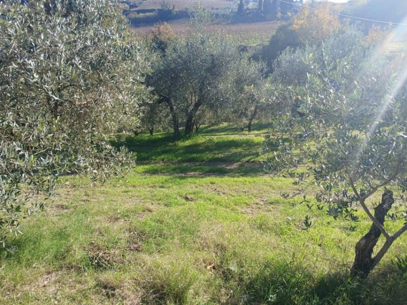 San Gimignano: Winery Visit with Picnic in Olive Grove - Practical Details and Booking Flexibility