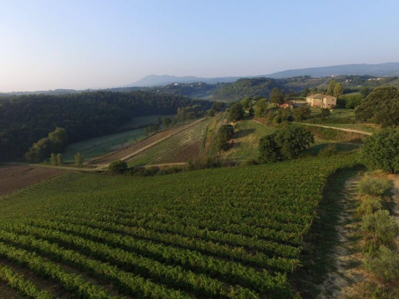 San Gregorio Tasting - Key Points