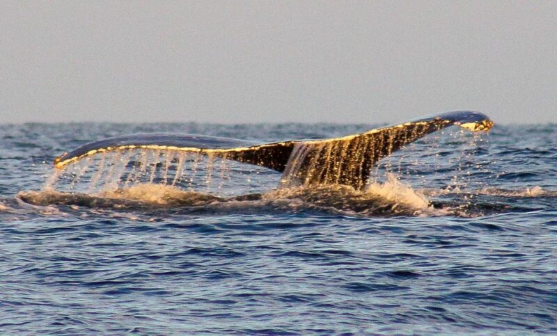 San Jose del Cabo Sunset Whale Watching - Key Points