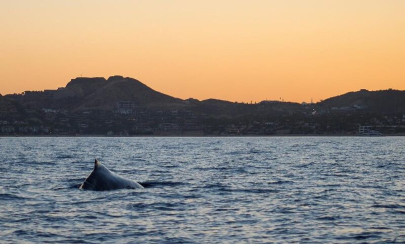San Jose del Cabo Sunset Whale Watching - Expert Marine Biologist Guide and Free Photos