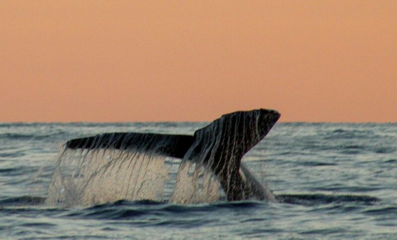 San Jose del Cabo Sunset Whale Watching - Twilight Whale Sightings: A Magical Perspective