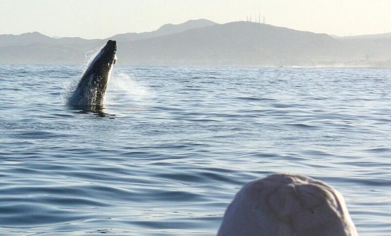 San Jose del Cabo Sunset Whale Watching - Safety, Comfort, and Weather Considerations