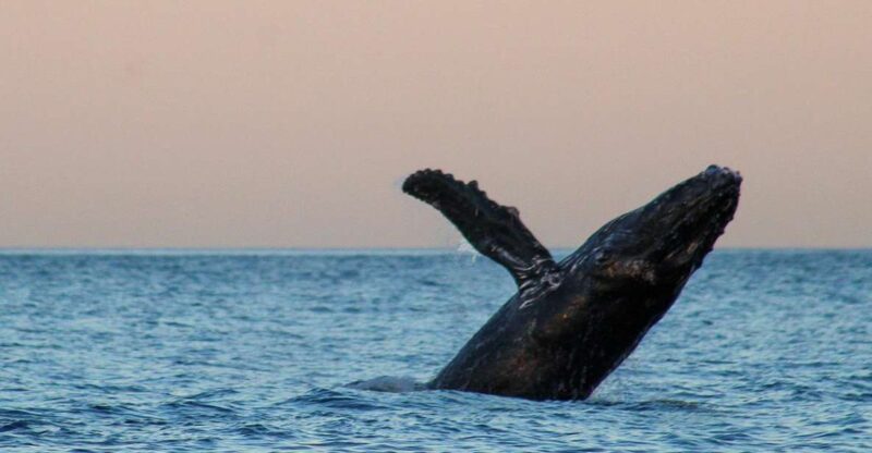 San Jose del Cabo Sunset Whale Watching - Why This Tour Stands Out