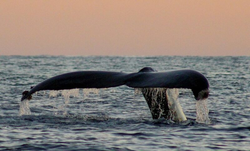 San Jose del Cabo Sunset Whale Watching - Final Thoughts on the San Jose del Cabo Sunset Whale Watching Tour