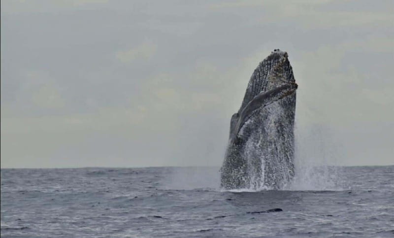San José del Cabo: Whale Watching Experience - Comfort and Practical Tips During the Boat Tour