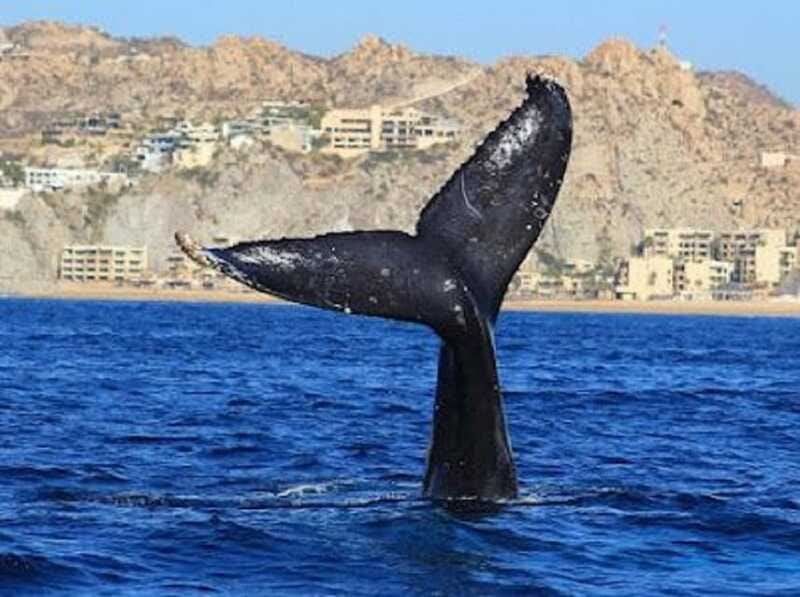 San José del Cabo: Whale Watching Experience - Meeting Point and Logistics