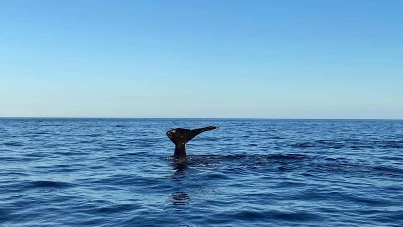 San José del Cabo: Whale Watching Experience - Customer Satisfaction and Notable Reviews