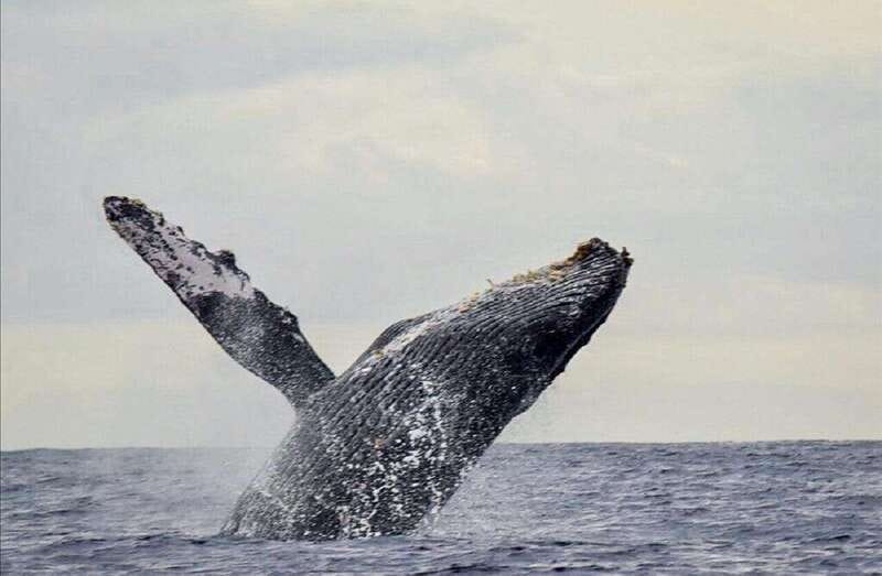 San José del Cabo: Whale Watching Experience - Comparing This Tour with Similar Experiences