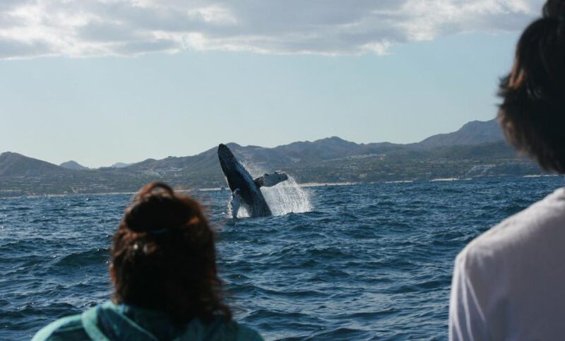 San Jose del Cabo Whale Watching - Key Points