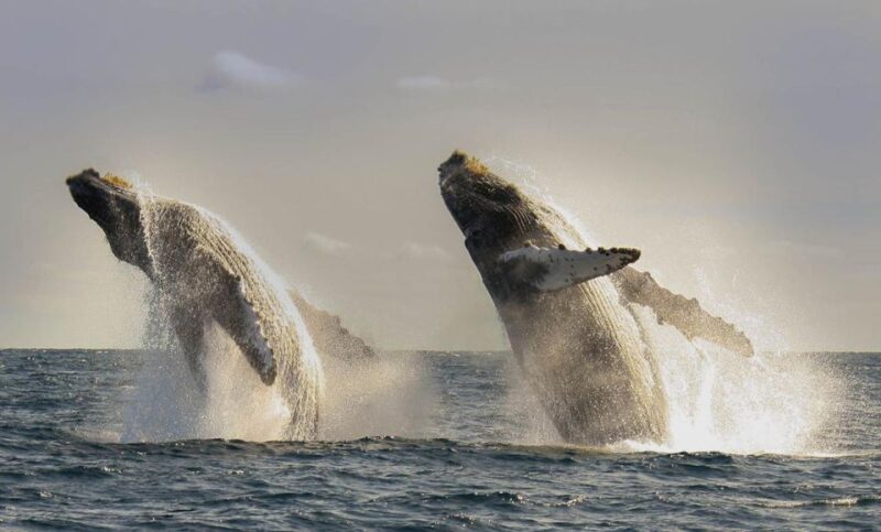 San Jose del Cabo Whale Watching - What Wildlife Can You Expect to See?