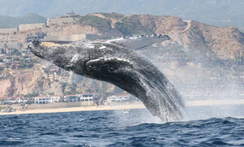 San Jose del Cabo Whale Watching - Comfort and Practicalities on Board