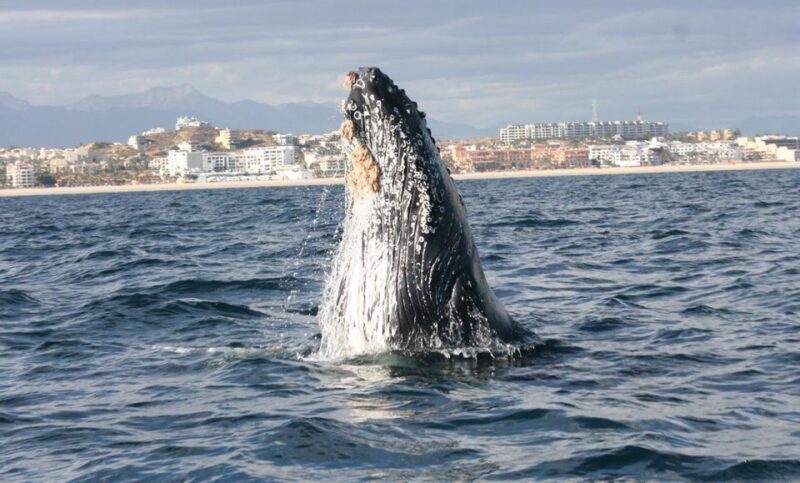 San Jose del Cabo Whale Watching - Timing and Availability