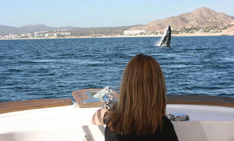 San Jose del Cabo Whale Watching - Accessibility and Suitability