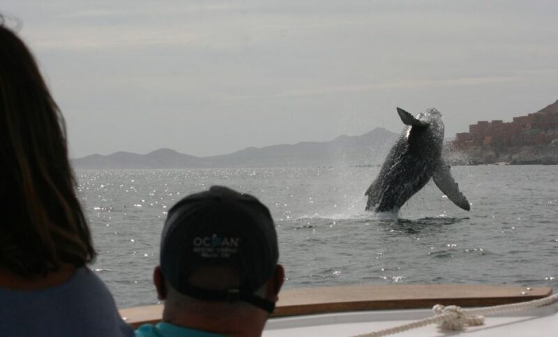 San Jose del Cabo Whale Watching - How This Tour Differs from Others in Cabo